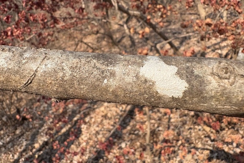 Chinese Ash photo 7