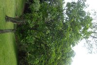 Chinese Ash