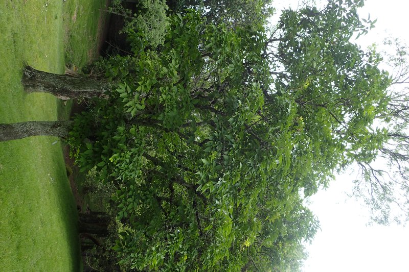Chinese Ash