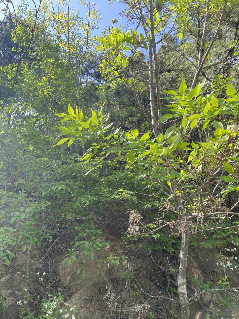 Fraxinus chinensis subsp. chinensis