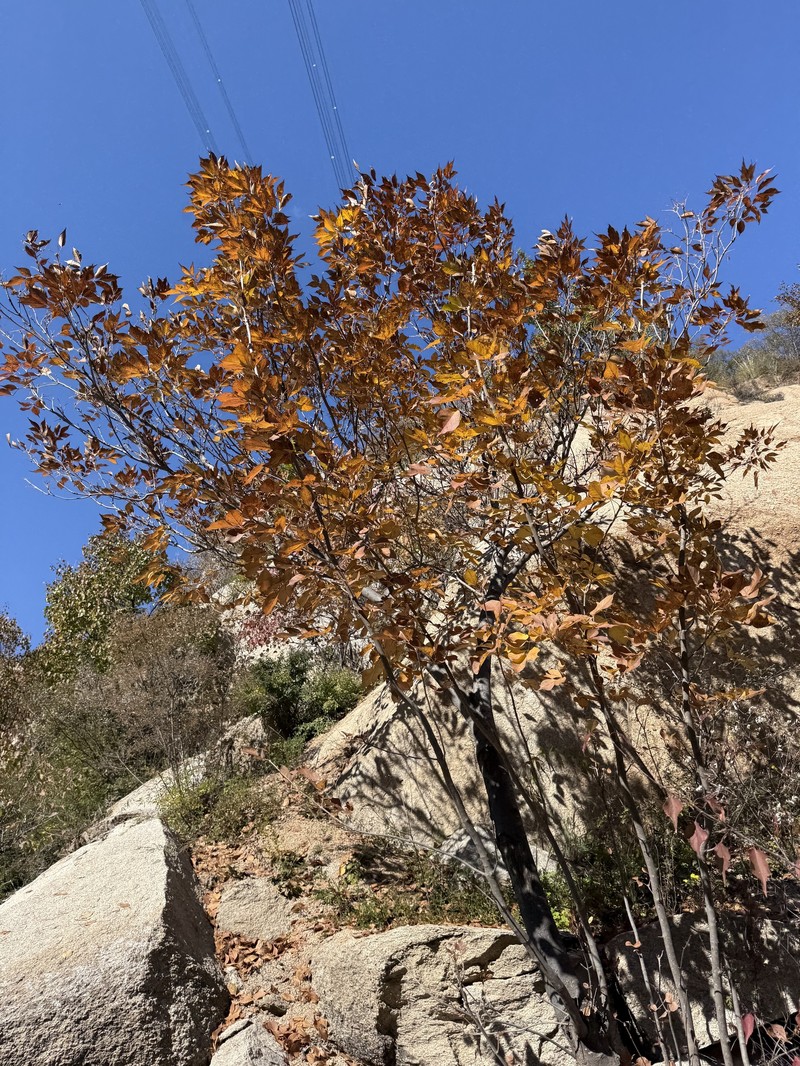Fraxinus chinensis subsp. chinensis photo 2