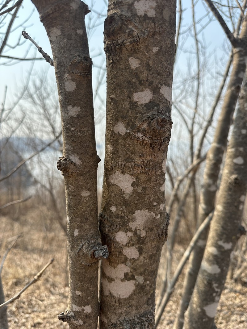 Fraxinus chinensis subsp. rhynchophylla