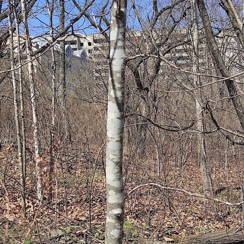 Fraxinus chinensis subsp. rhynchophylla photo 2