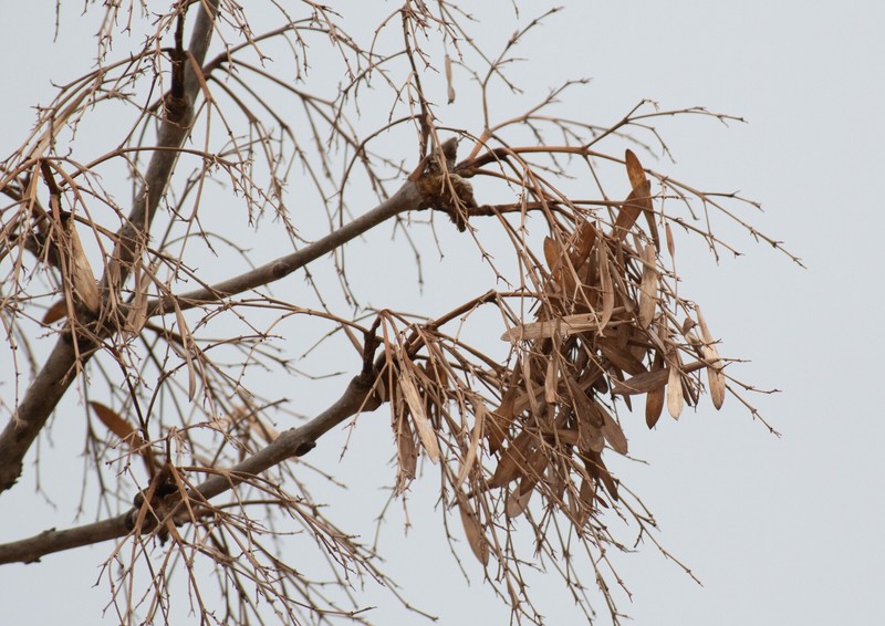 Fraxinus chinensis subsp. rhynchophylla photo 3