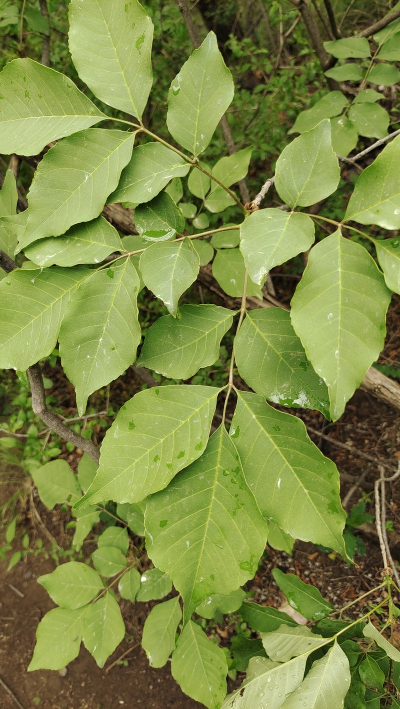 Fraxinus chinensis subsp. rhynchophylla photo 4