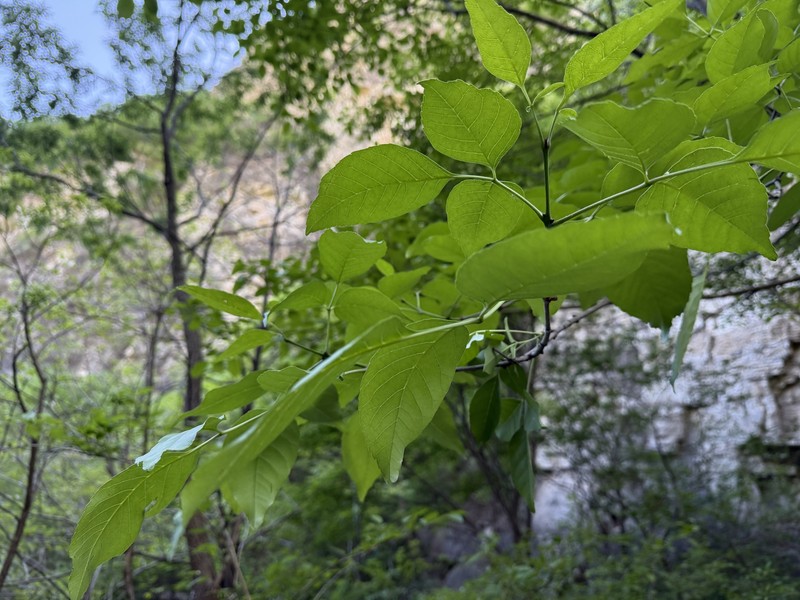 Fraxinus chinensis subsp. rhynchophylla photo 5