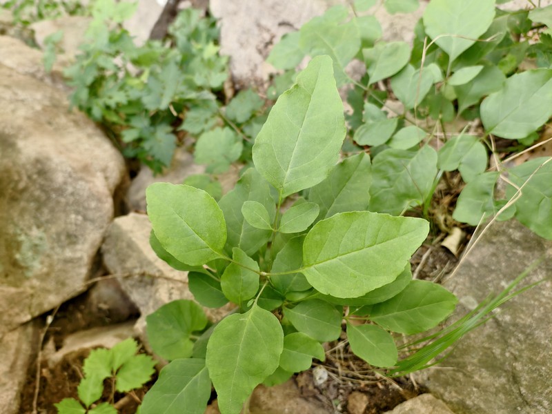 Fraxinus chinensis subsp. rhynchophylla photo 6