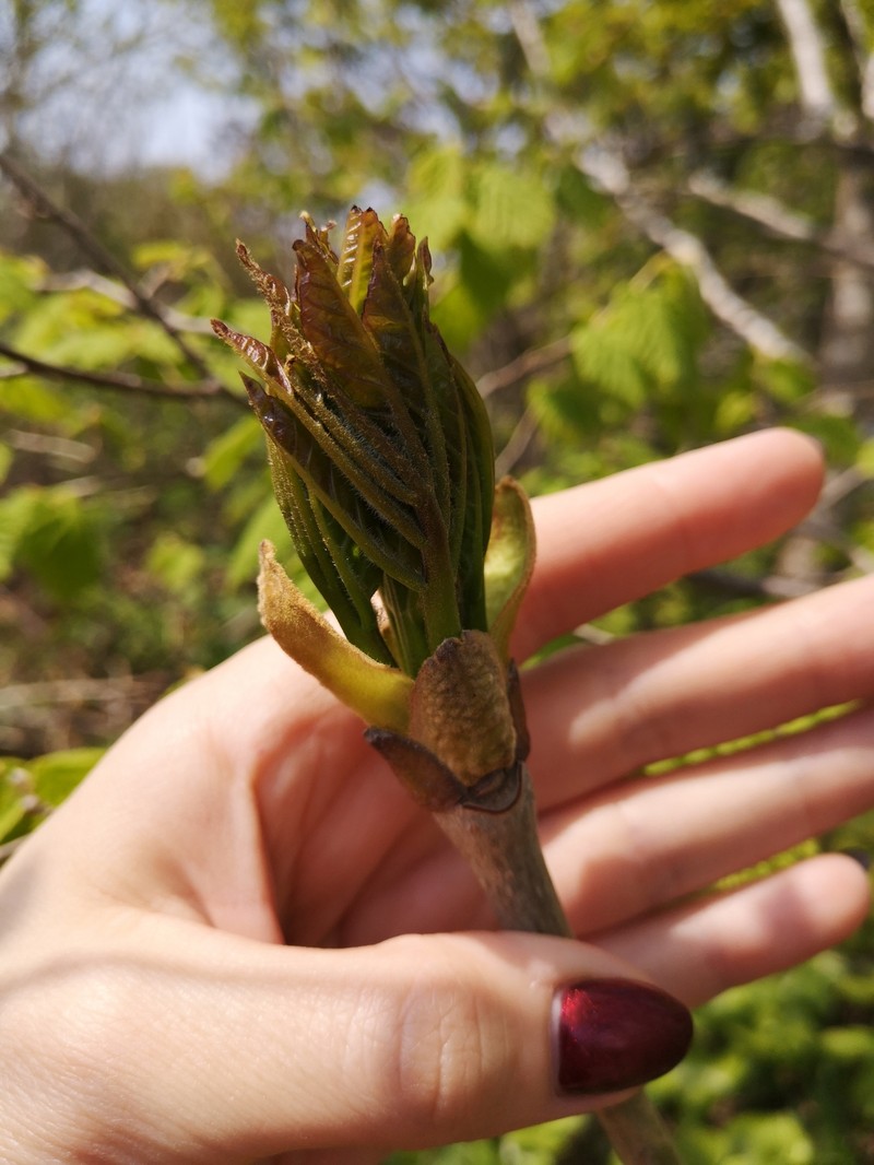 Fraxinus chinensis subsp. rhynchophylla photo 7