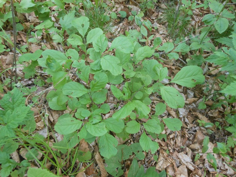 Fraxinus chinensis subsp. rhynchophylla photo 8
