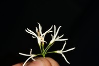 Fragrant Ash