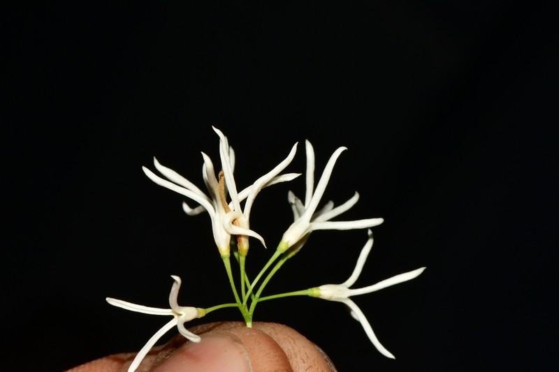 Fragrant Ash