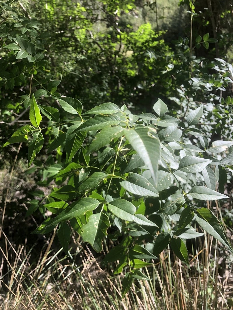 Fragrant Ash photo 2