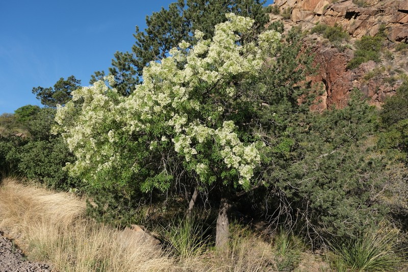 Fragrant Ash photo 4