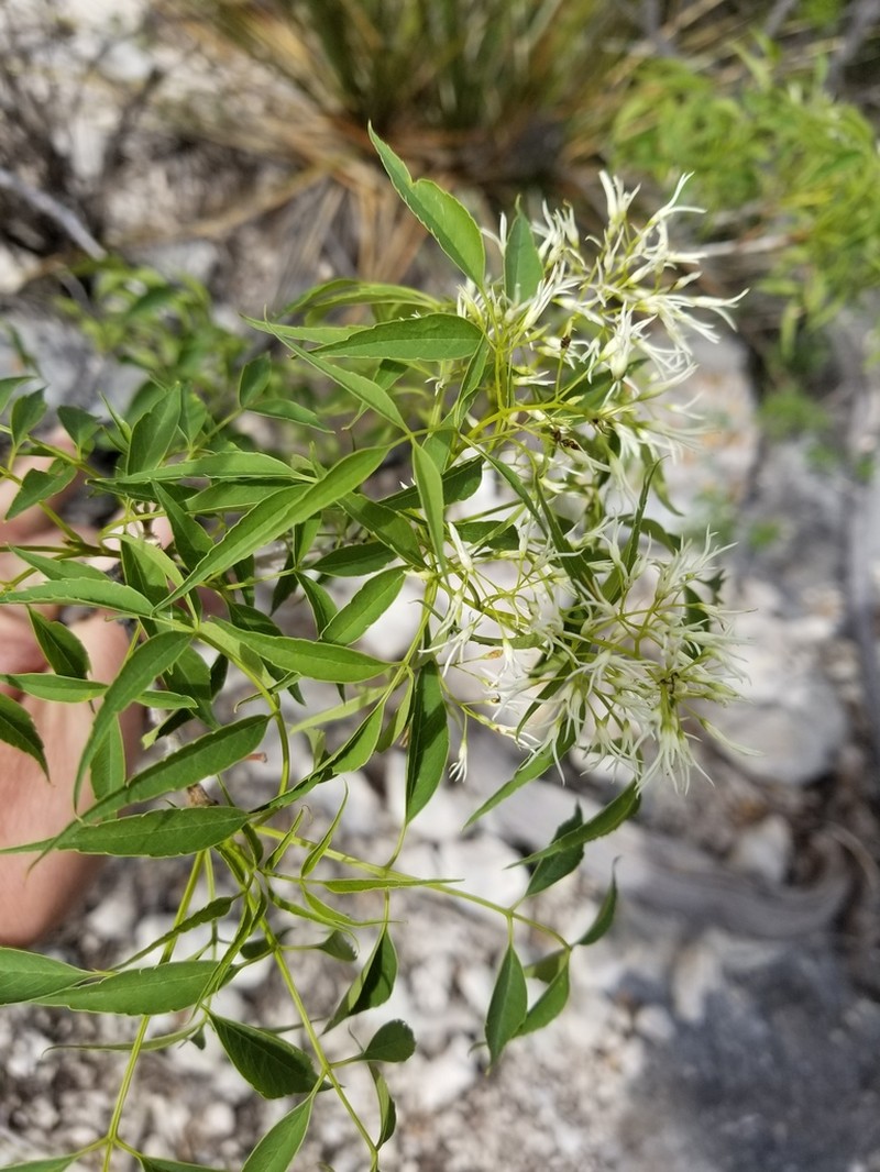 Fragrant Ash photo 5