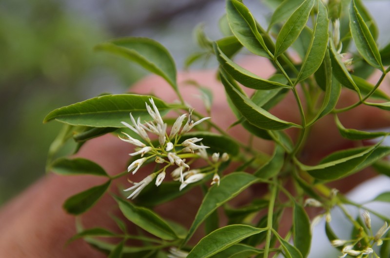 Fragrant Ash photo 7