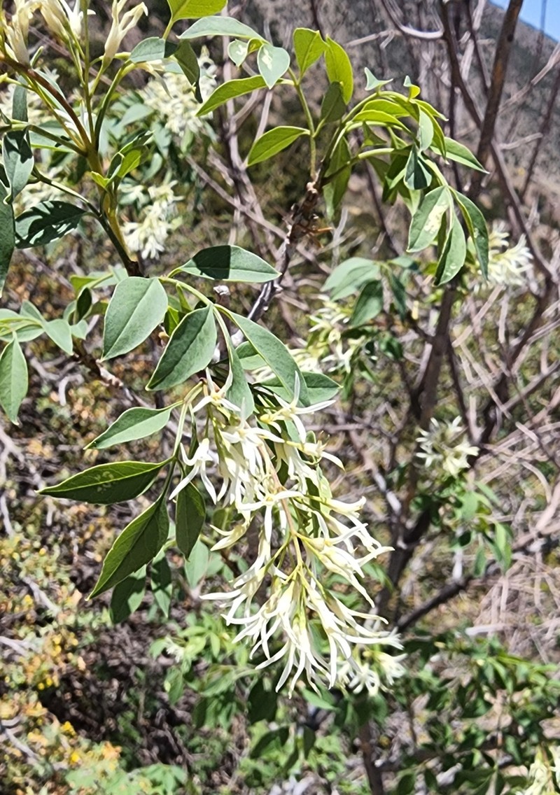 Fragrant Ash photo 8