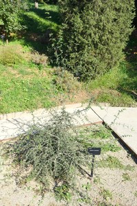 Fraxinus dimorpha