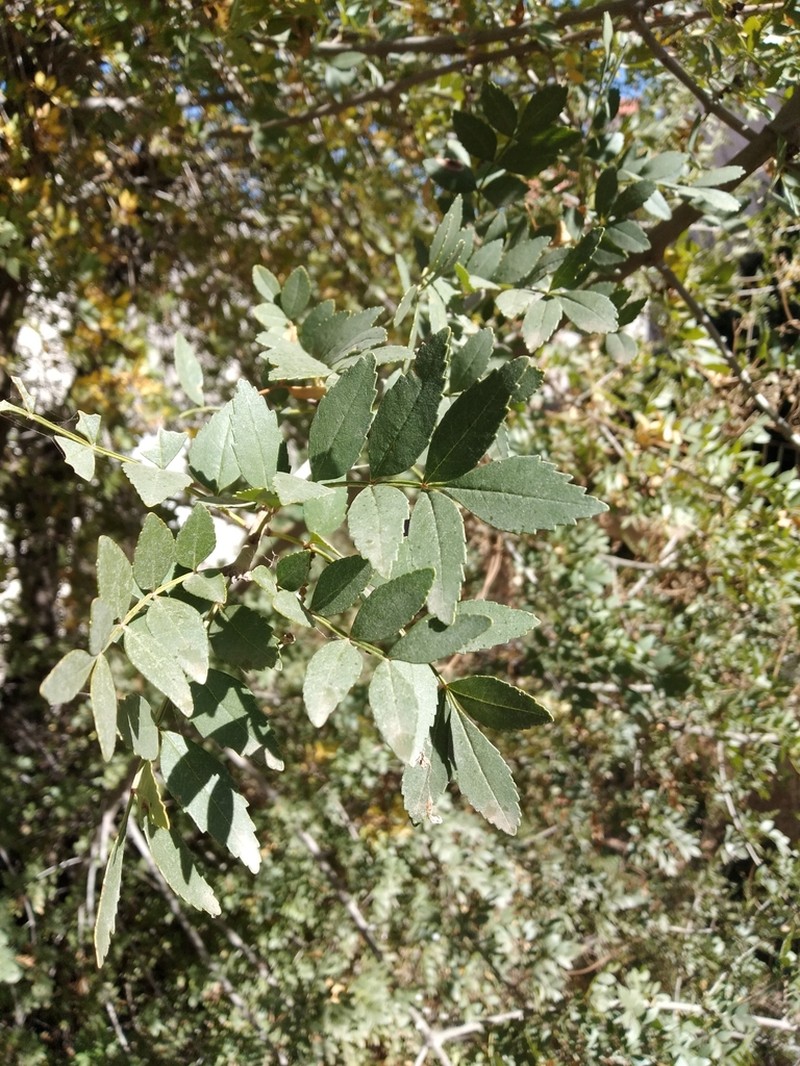 Fraxinus dimorpha photo 2