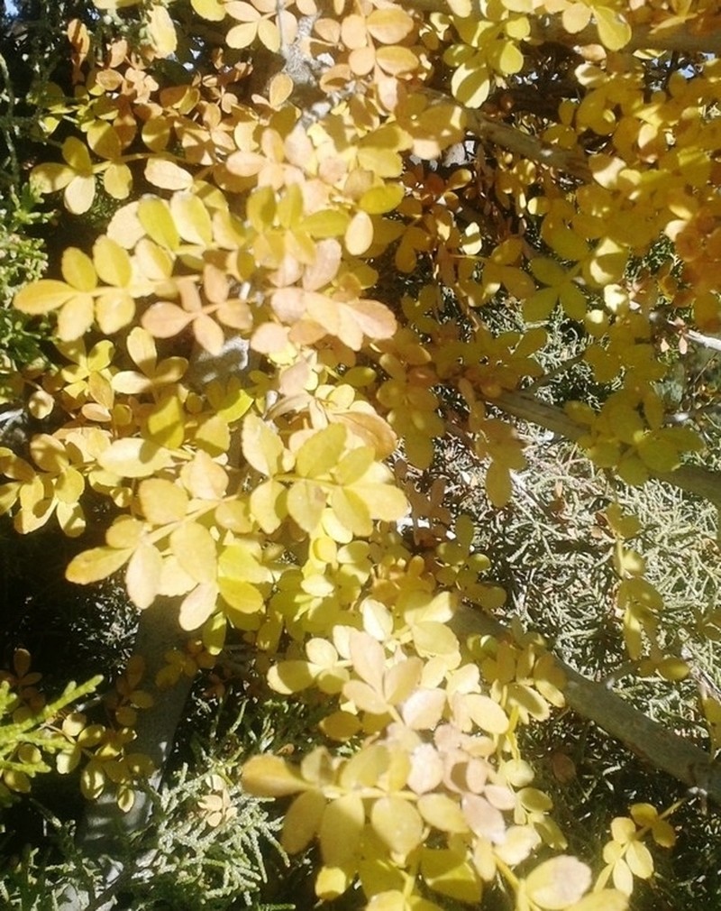 Fraxinus dimorpha photo 3