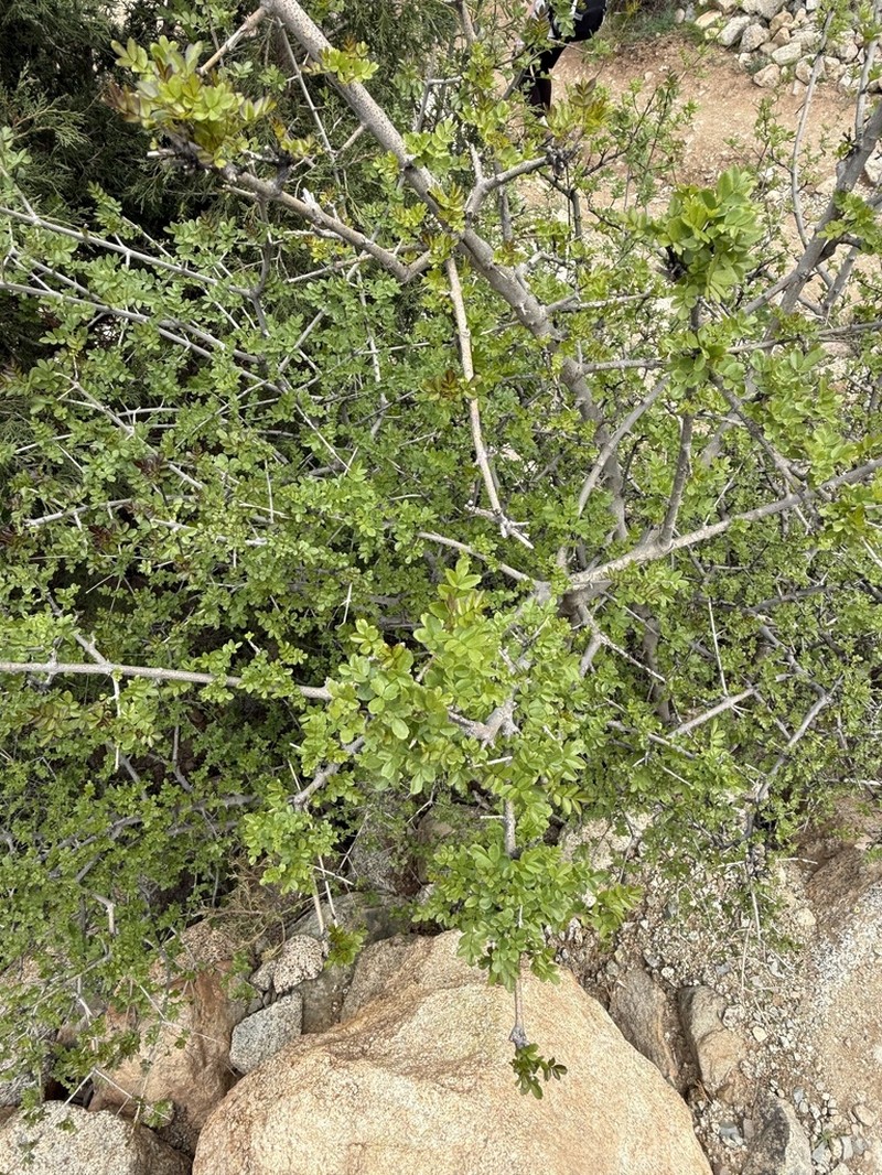 Fraxinus dimorpha photo 4