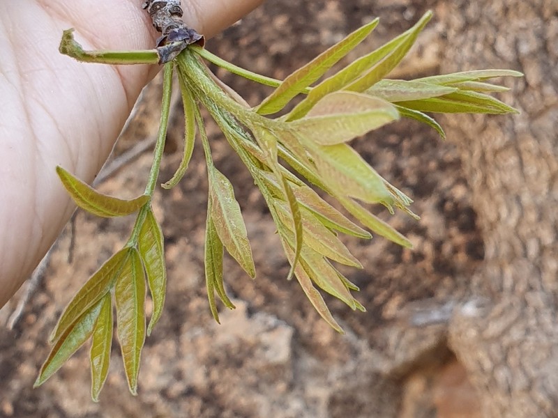 Fraxinus dimorpha photo 5