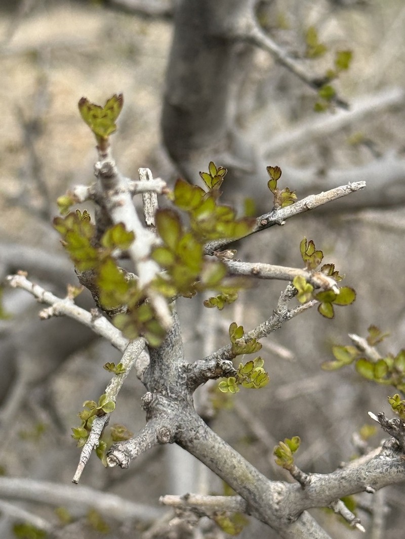 Fraxinus dimorpha photo 6