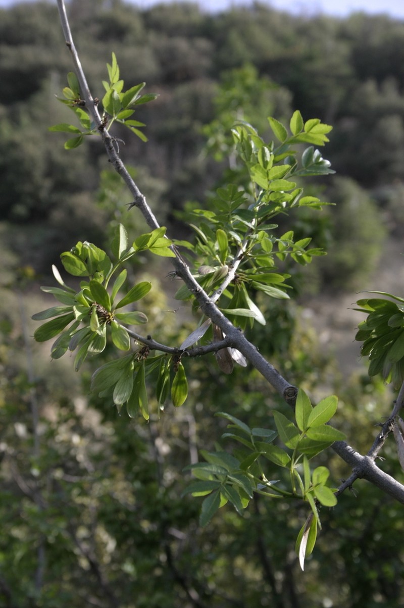 Fraxinus dimorpha photo 7