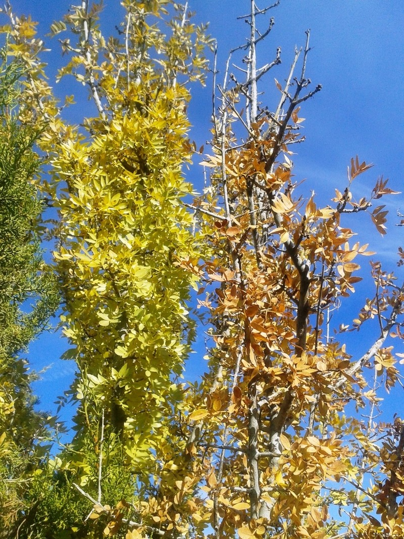 Fraxinus dimorpha photo 8