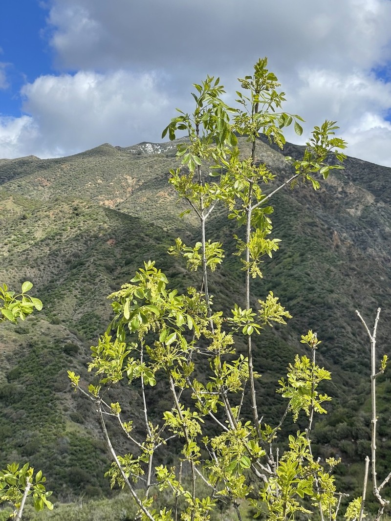 California Ash