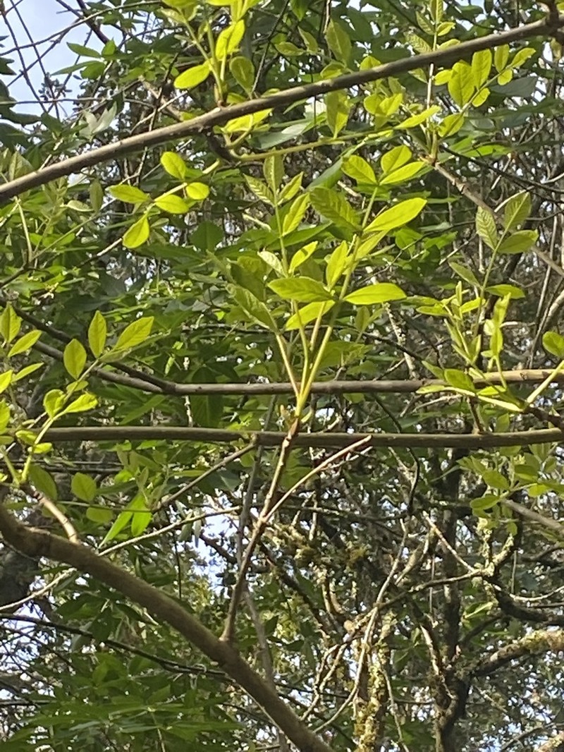 California Ash photo 3