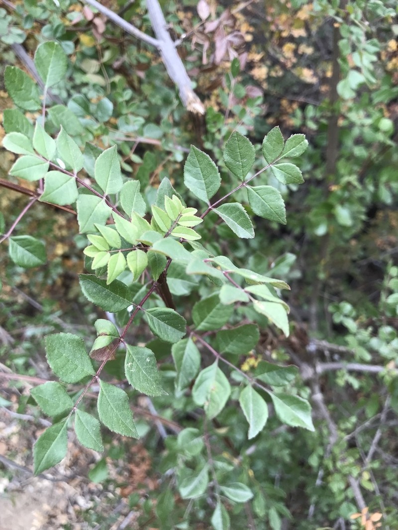 California Ash photo 4