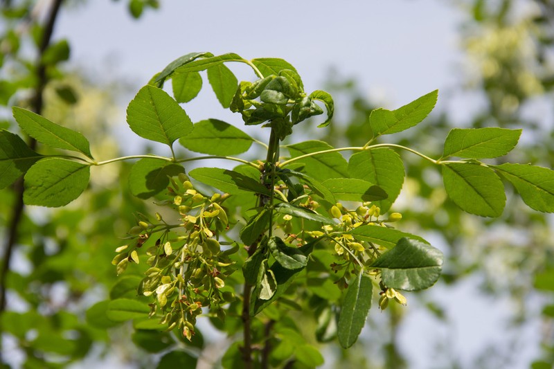 California Ash photo 5