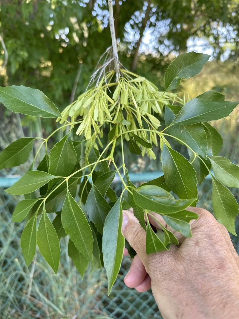 California Ash photo 6