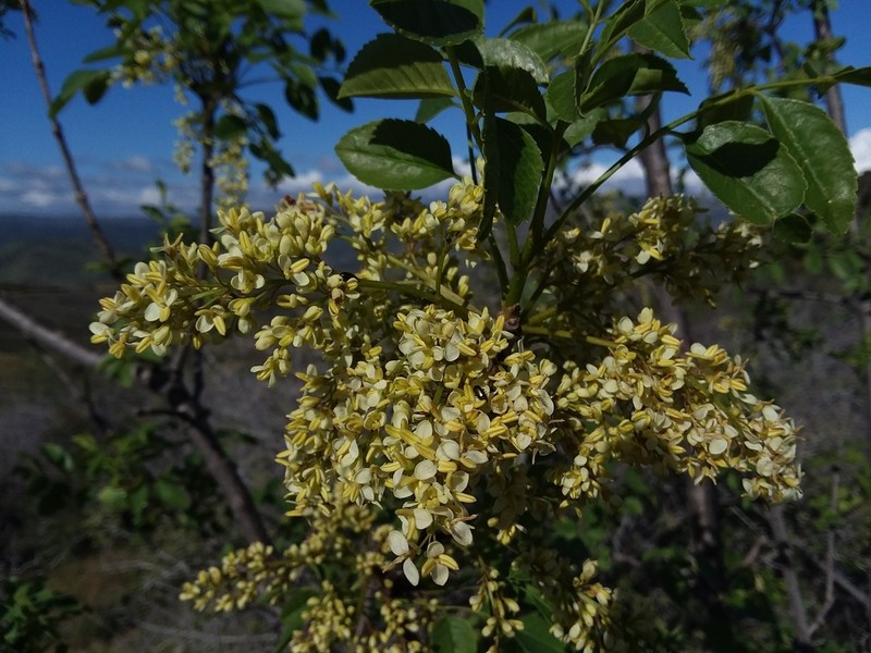 California Ash photo 7
