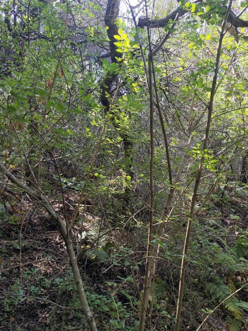 California Ash photo 8