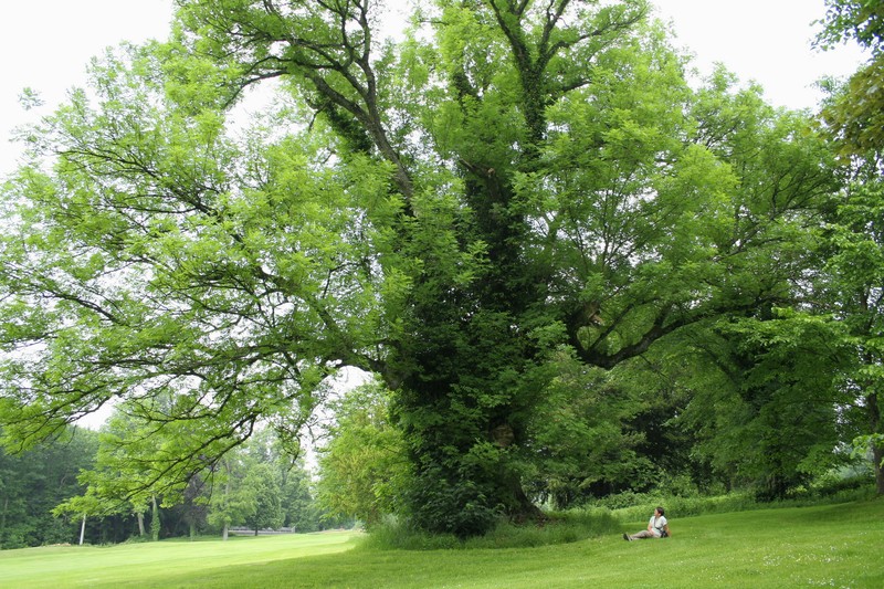 European Ash photo 2