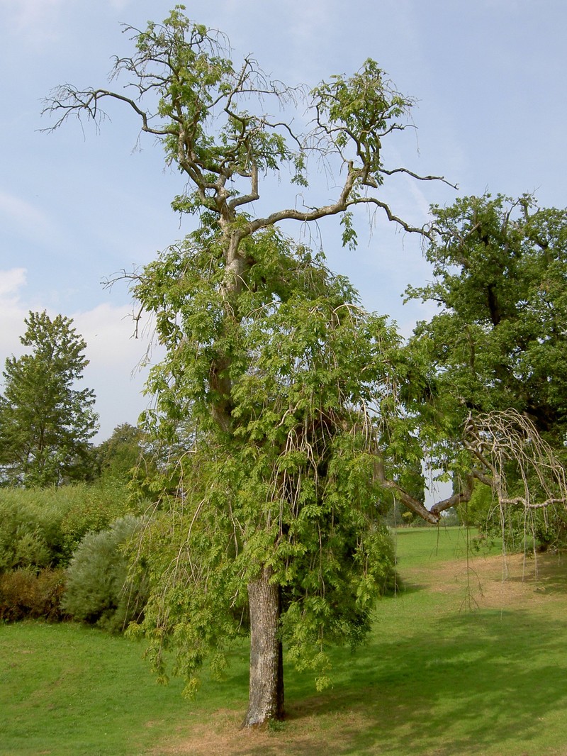 European Ash photo 3