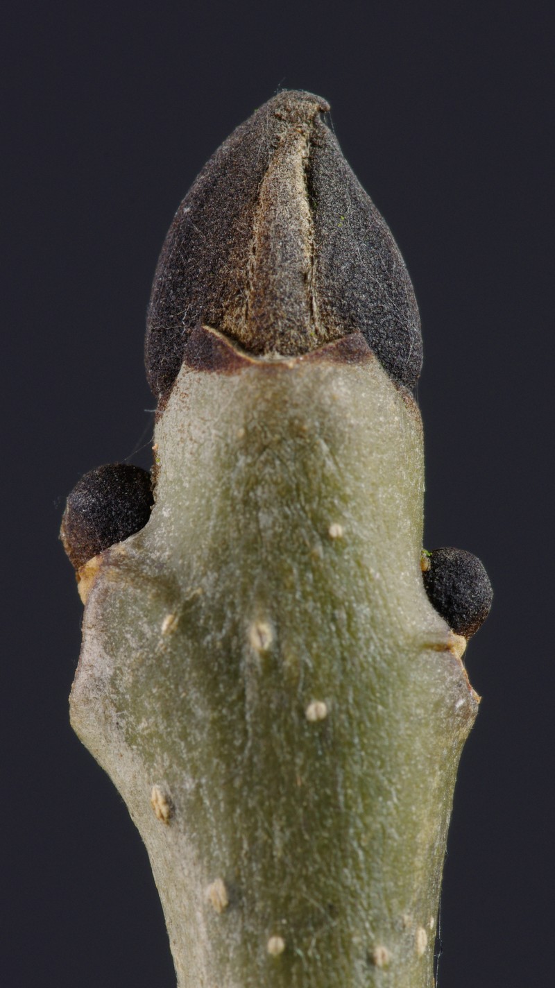 European Ash photo 4