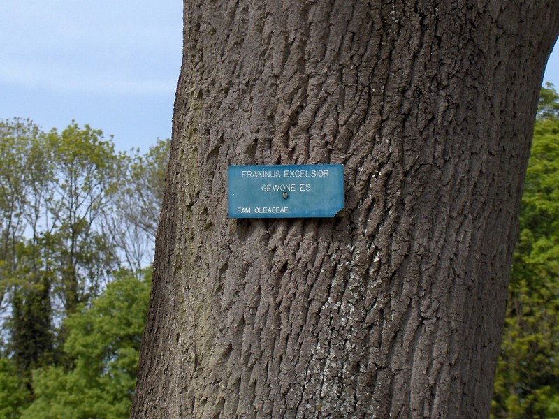 European Ash photo 5