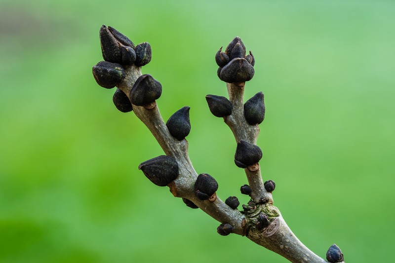 European Ash photo 6