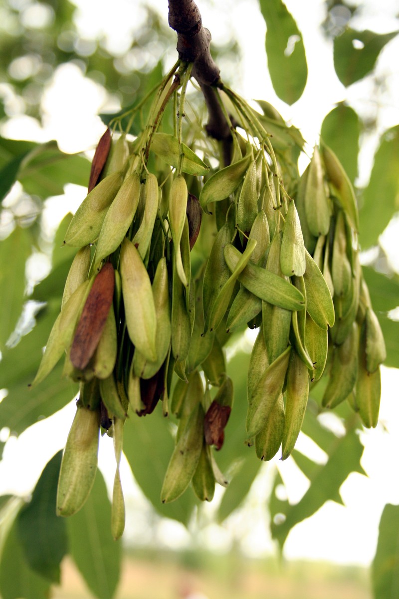 European Ash photo 7