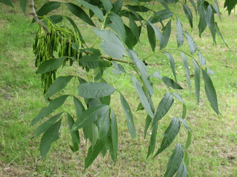 European Ash