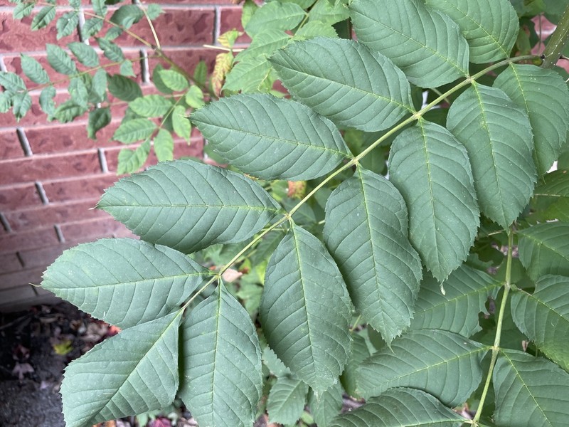 European Ash photo 2
