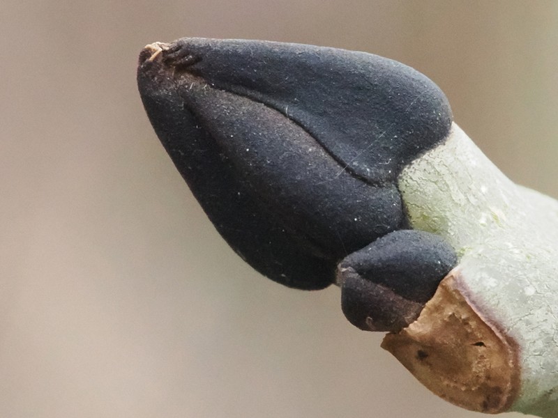 European Ash photo 3