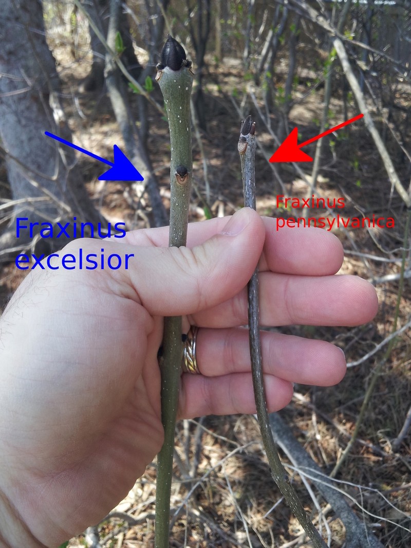 European Ash photo 4