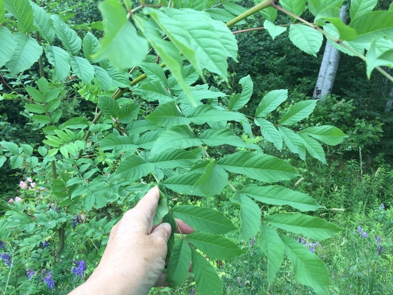 European Ash photo 6