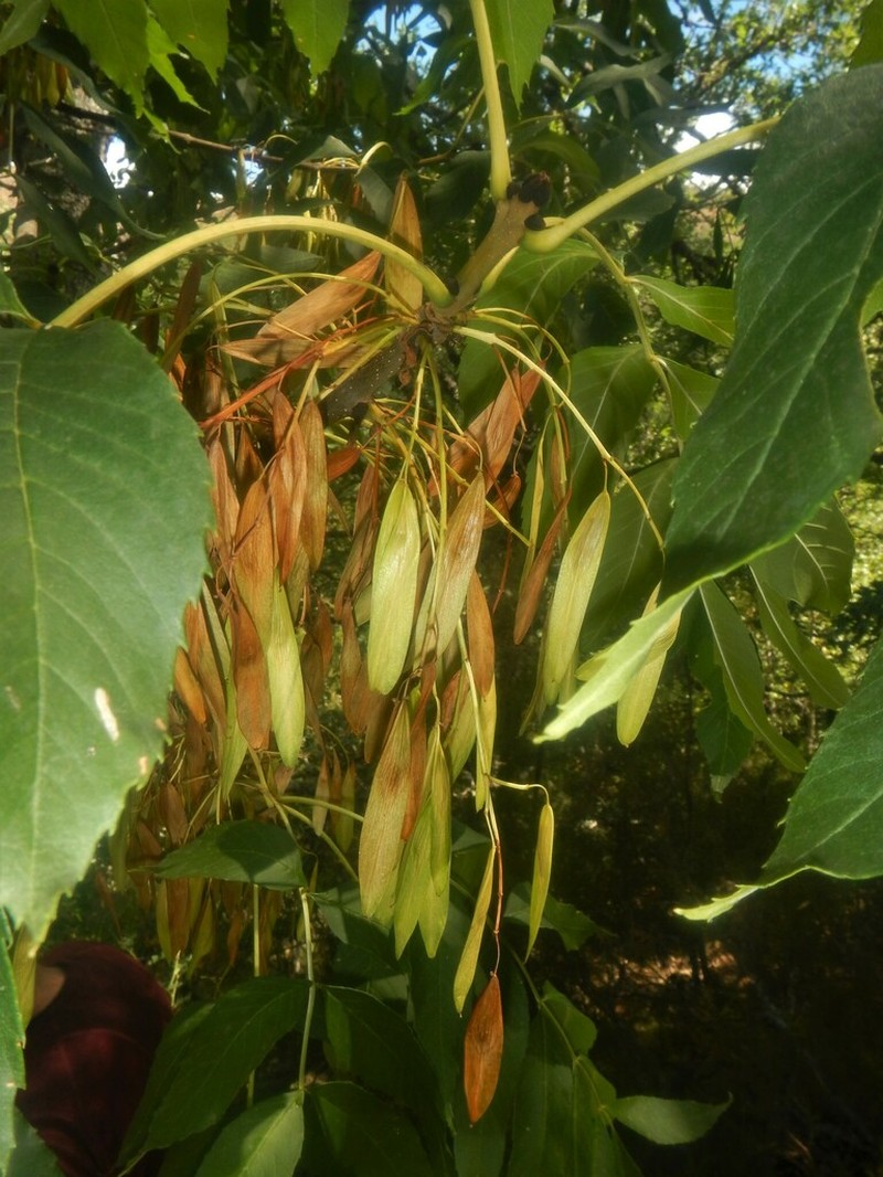 European Ash photo 7