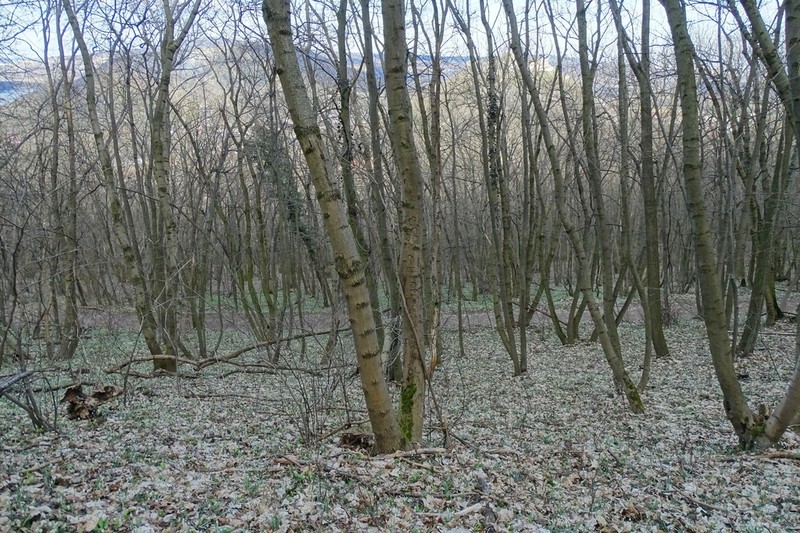 European Ash photo 8