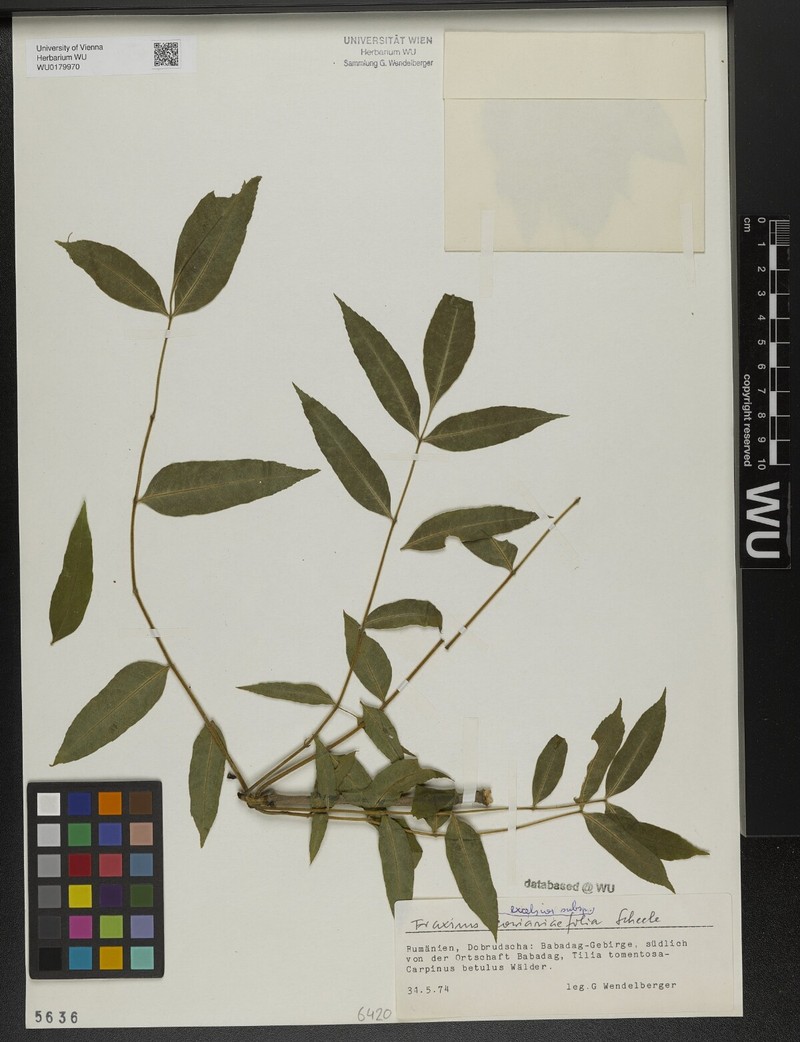 Fraxinus excelsior subsp. coriariifolia