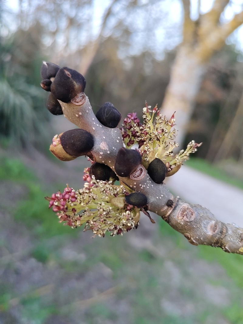 Fraxinus excelsior subsp. excelsior